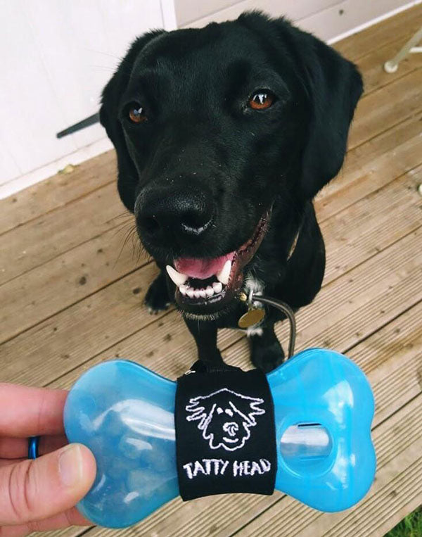 Black labrador and a blue tatty head treat dispenser