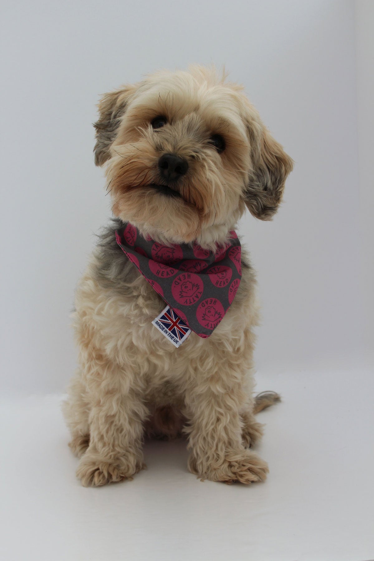 Hugo the Yorkie poo in the Tatty Head pink polka dot pattern over collar dog bandana full