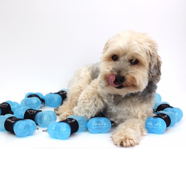 hugo the yorkie poo tatty head brand ambassador with blue treat dispensers 