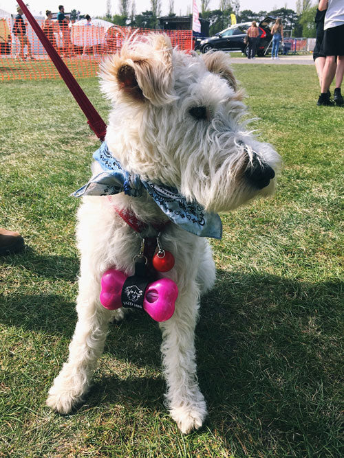 Terrier wearing a tatty head pink treat dispenser