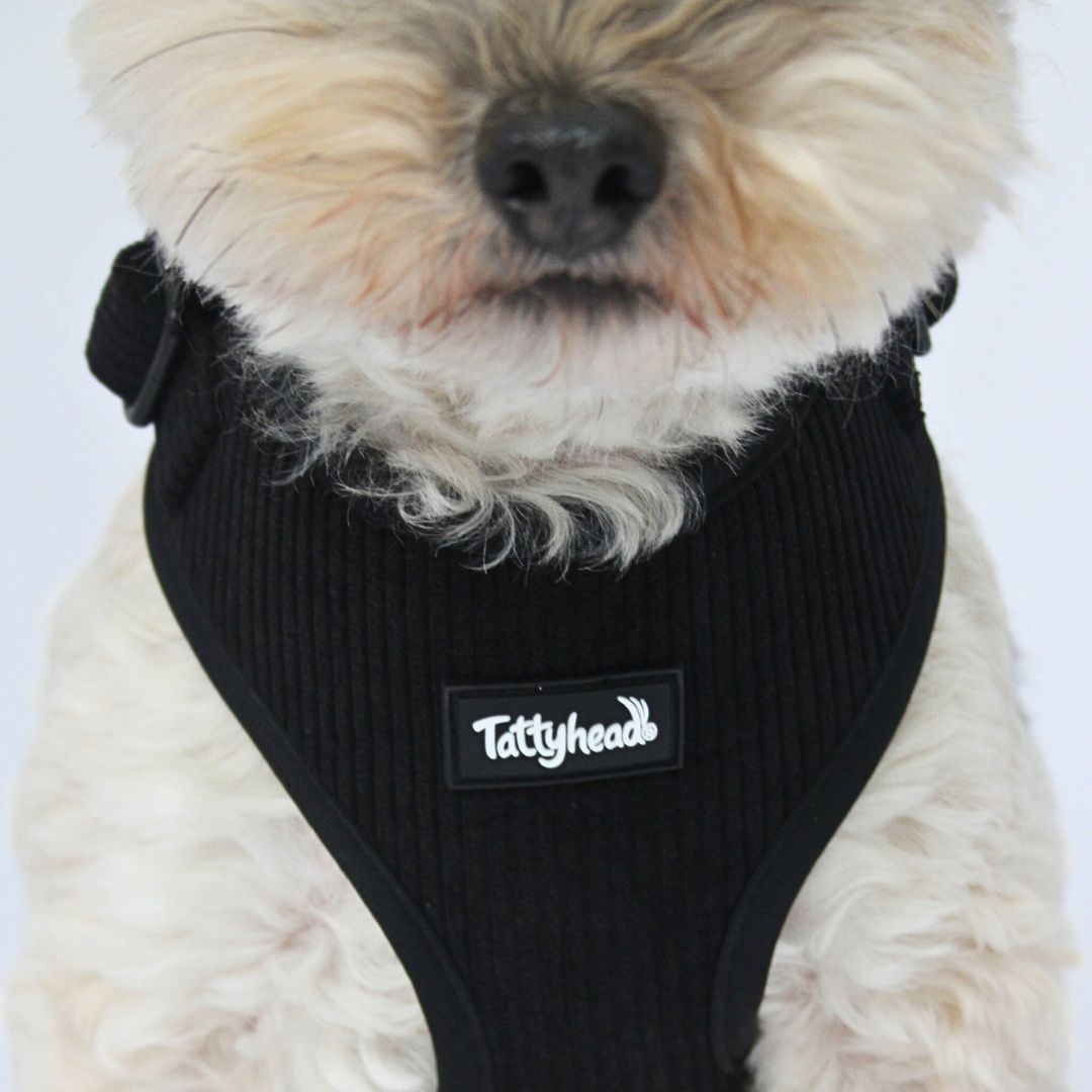 Midnight Black Corduroy - Adjustable Dog Harness