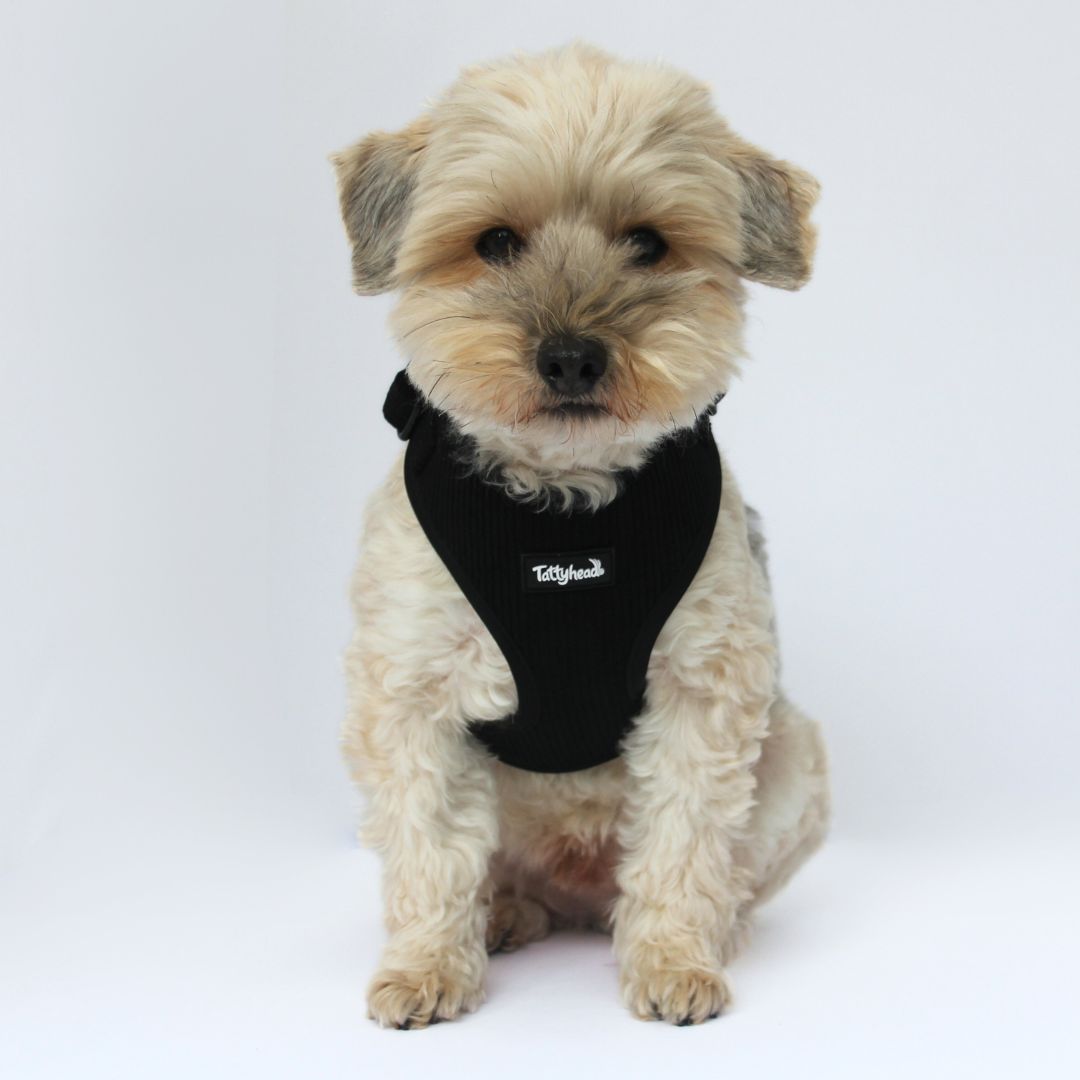 Midnight Black Corduroy - Adjustable Dog Harness