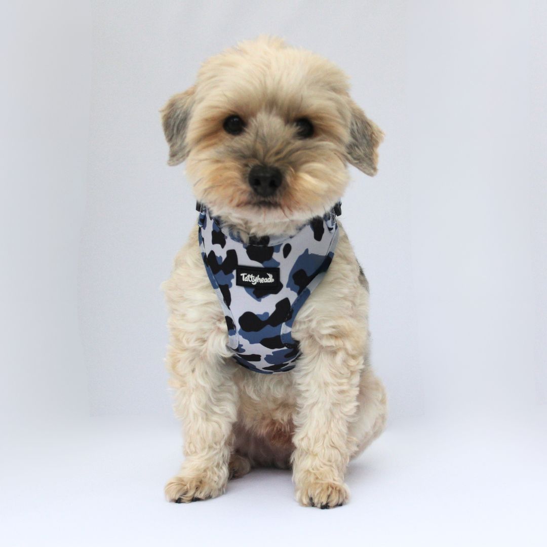 Blue Leopard Print Adjustable Small Dog Harness Tatty Head