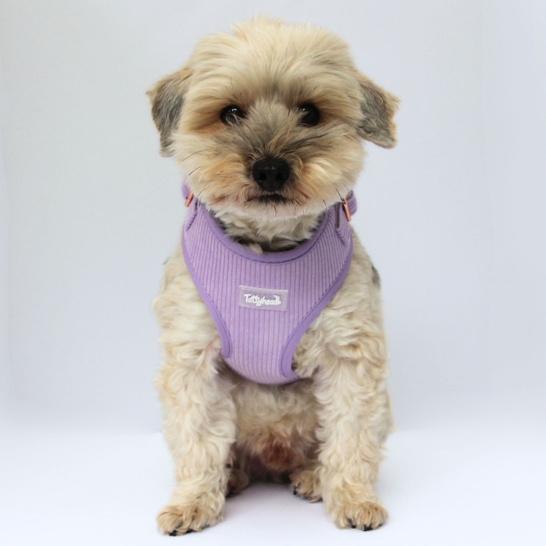 Lavender Lilac Corduroy - Adjustable Dog Harness