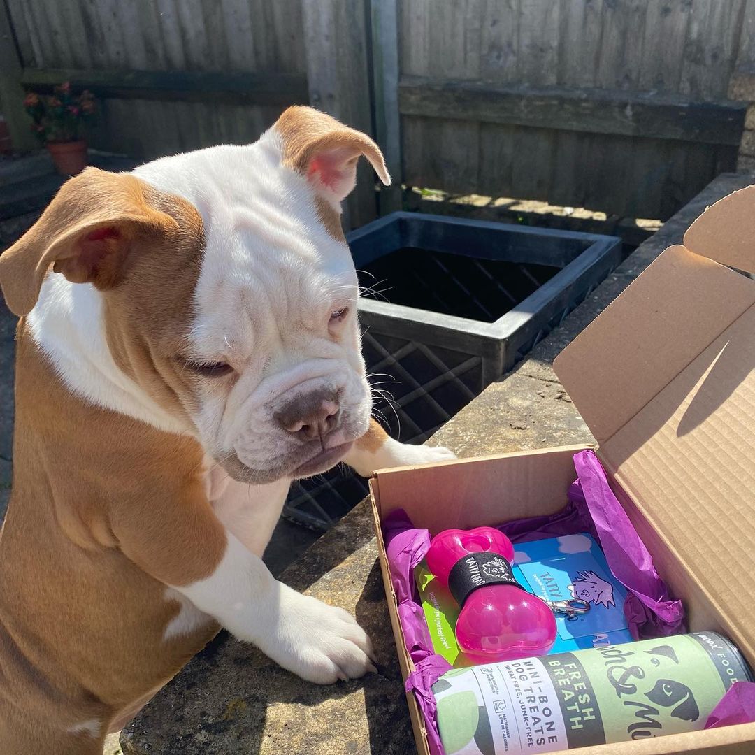 Pink Treat Dispenser and Dog Biscuit Duo Combo