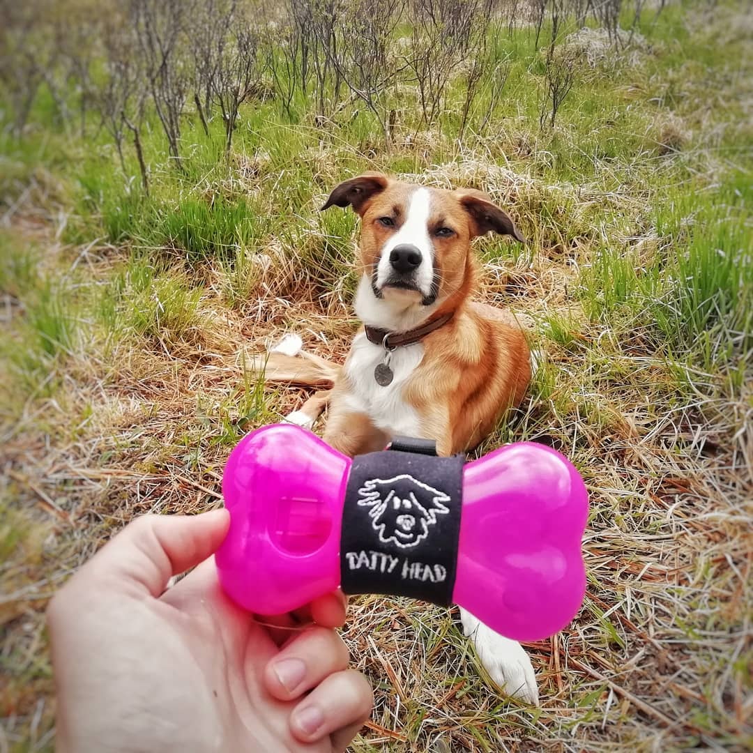 Pink Treat Dispenser and Dog Biscuit Duo Combo