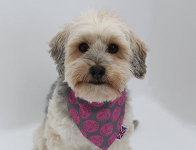 Yorkiepoo in the tatty head polka pink dog bandana close up