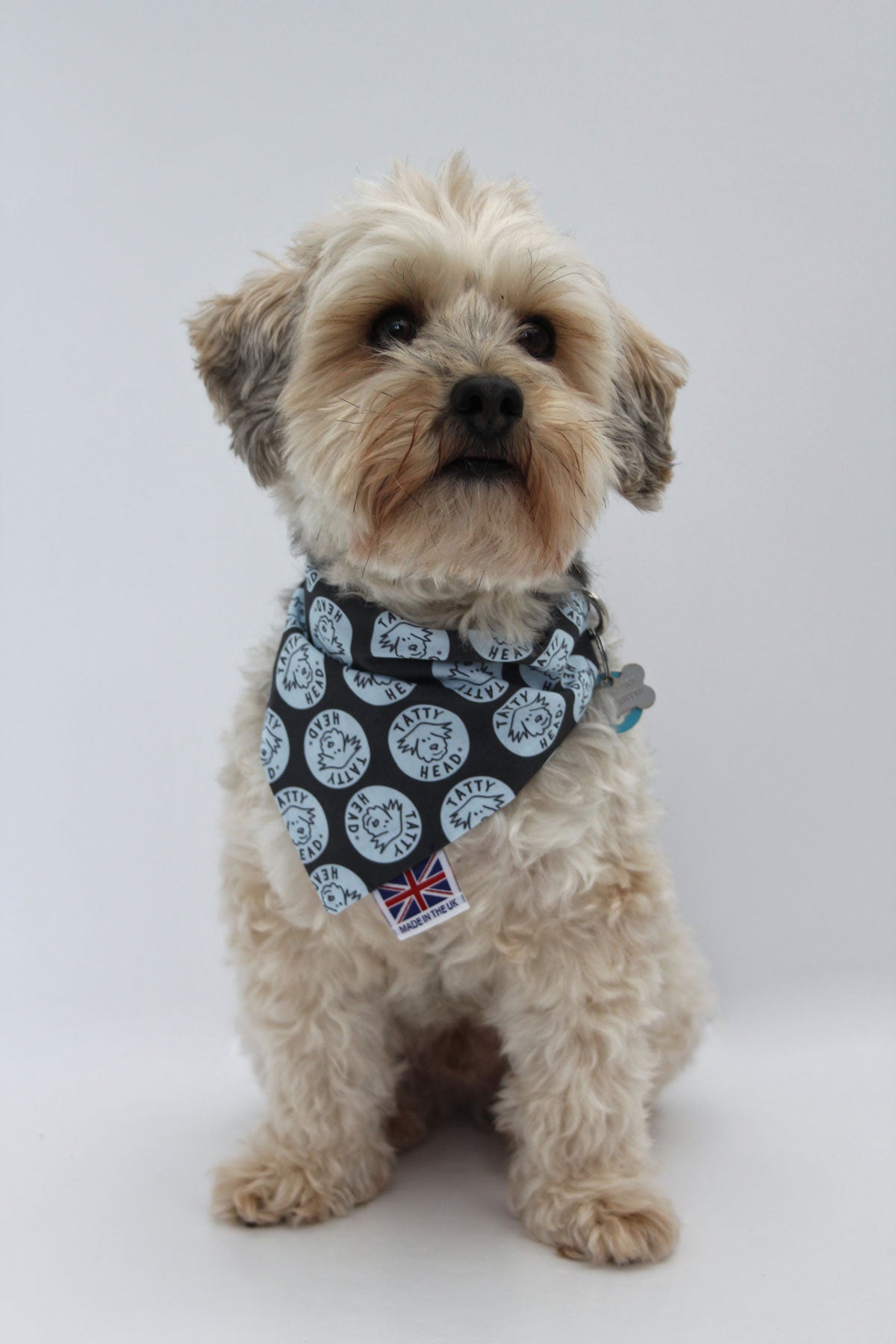 Yorkie poo modelling blue dog bandana front